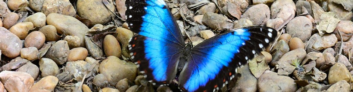 A Call For a Multi-Network Client